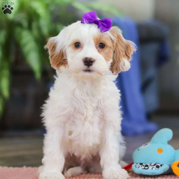 Chloe, Cockapoo Puppy